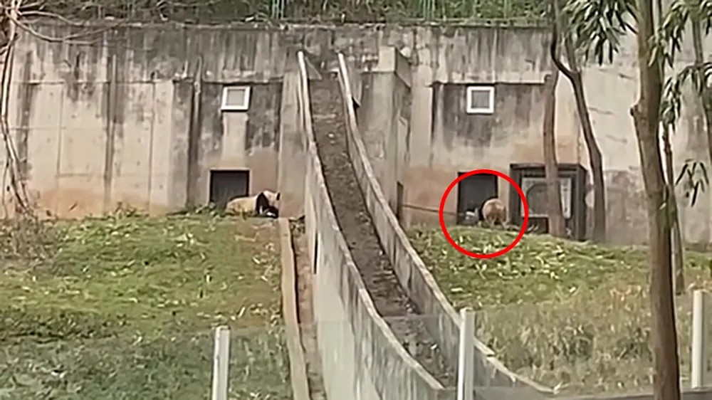 中国大猫熊中心竟“挥铁锹殴打大猫熊” 游客目击恶行 第1张 中国大猫熊中心竟“挥铁锹殴打大猫熊” 游客目击恶行 第1张