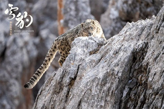 评《雪豹和她的朋友们》:讲好中国故事的典范之作 第4张 评《雪豹和她的朋友们》:讲好中国故事的典范之作 第4张