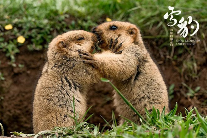 评《雪豹和她的朋友们》:讲好中国故事的典范之作 第7张 评《雪豹和她的朋友们》:讲好中国故事的典范之作 第7张