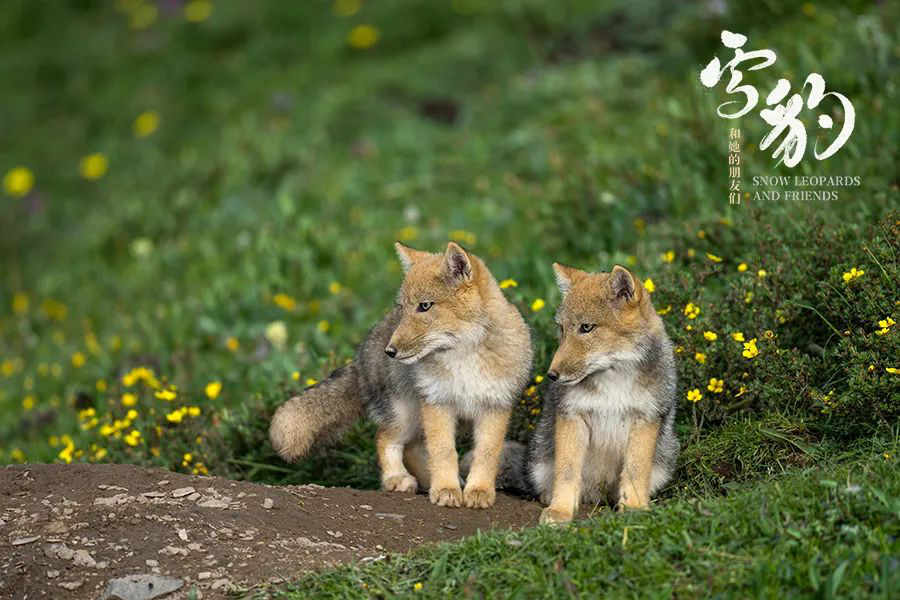 评《雪豹和她的朋友们》:动物世界里的人与自然 第3张 评《雪豹和她的朋友们》:动物世界里的人与自然 第3张