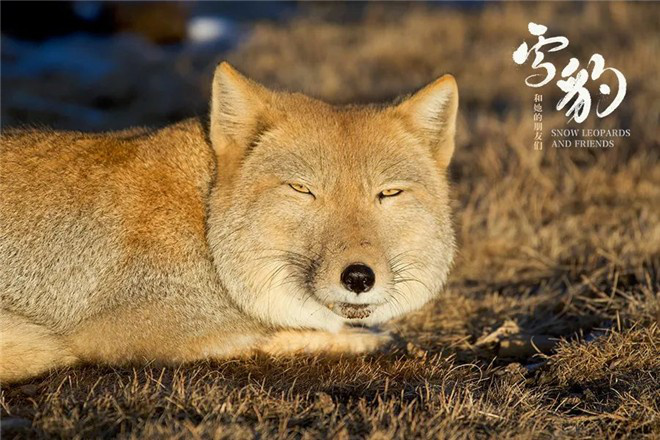《雪豹和她的朋友们》:自然与人类映照的影像探索 第3张 《雪豹和她的朋友们》:自然与人类映照的影像探索 第3张