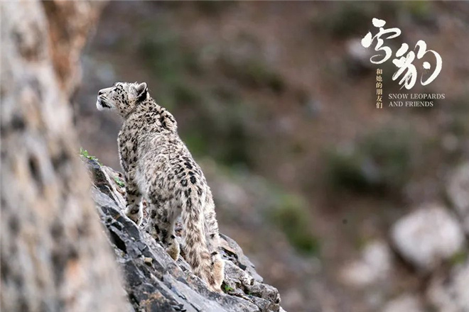 《雪豹和她的朋友们》:自然与人类映照的影像探索 第6张 《雪豹和她的朋友们》:自然与人类映照的影像探索 第6张