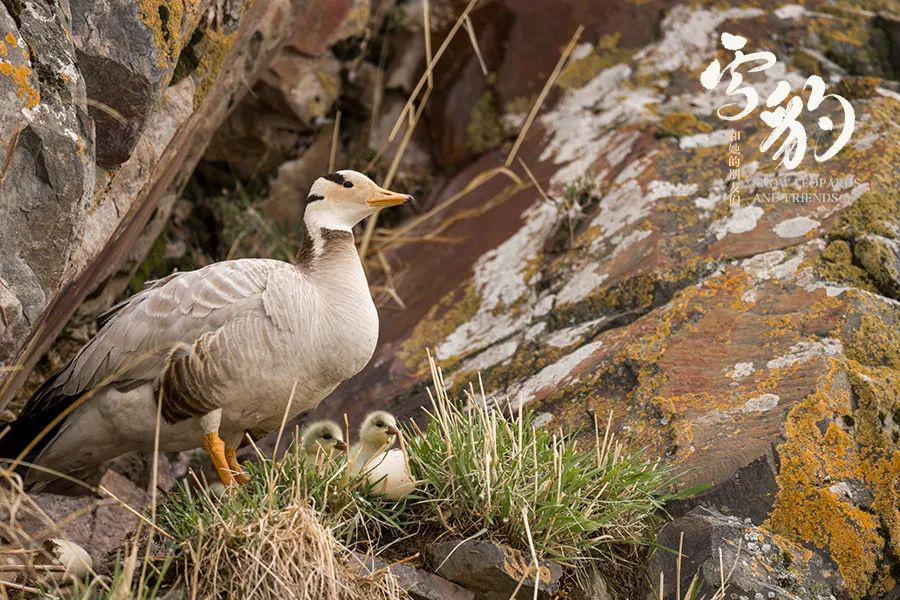 评《雪豹和她的朋友们》:动物世界里的人与自然 第5张 评《雪豹和她的朋友们》:动物世界里的人与自然 第5张
