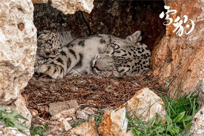 《雪豹和她的朋友们》:自然与人类映照的影像探索 第2张 《雪豹和她的朋友们》:自然与人类映照的影像探索 第2张